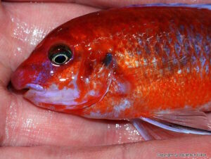 Labeotropheus trewavasae 'Chilumba'